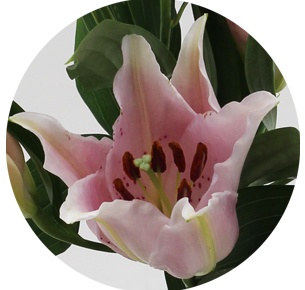 Лилия гибрид светло-розовая