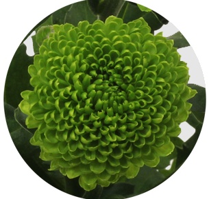 Хризантема кустовая Код Грин (Code Green)
