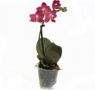 Орхидея Фаленопсис мини (Phalaenopsis mini)