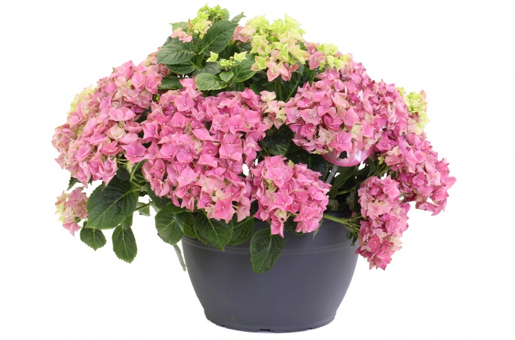 Гортензия (Hydrangea) Гортензия (Hydrangea)