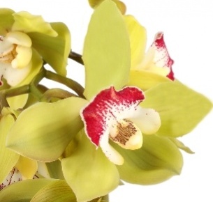 Цимбидиум мини зеленый