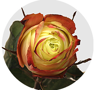 Роза Фейри квин (Fairy Queen) Роза Фейри квин (Fairy Queen)