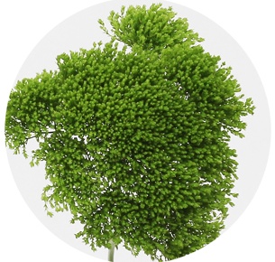 Трахелиум зелёный