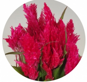 Целозия перистая розовая