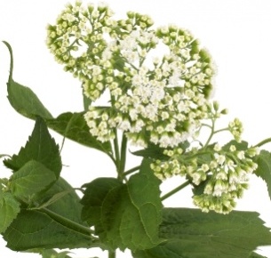 Эвпаториум (Eupatorium) 