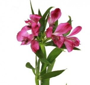 Альстромерия темно-лиловая