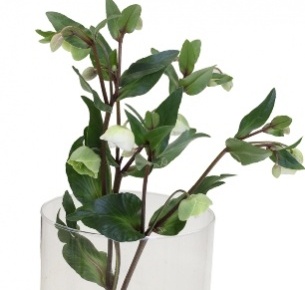 Хелеборус Винтербеллс 