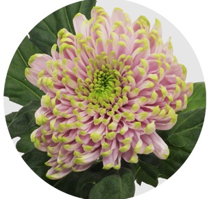 Хризантема одноголовая Россано Шарлотта (Rossano Charlotte)