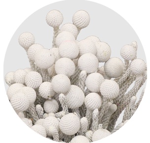 Бруния крашеная Силвер Вайт (Silver White)