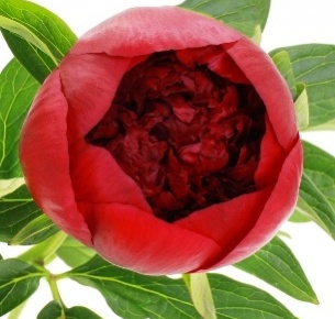 Пион бордовый