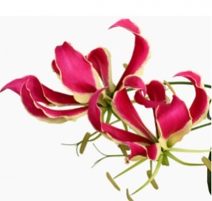 Глориоза красная