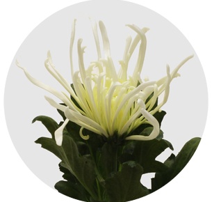 Хризантема одноголовая Эльбрус вайт (Elbrus White)