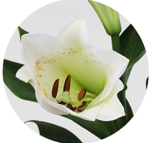 Лилия Селена (lilium Selena)