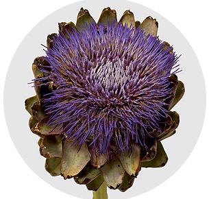 Артишок синий (Artichoke Blue)