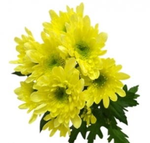 Хризантема кустовая Мона Лиза санни (Mona Lisa sunny)