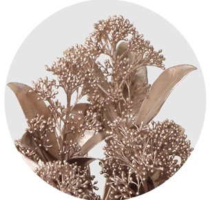 Скиммия крашеная Шампань (Champagne)