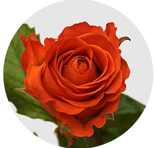 Роза Кларенс (Clarence) Роза Кларенс (Clarence)