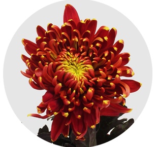 Хризантема одноголовая Том Пирс красный (Tom Pearce)
