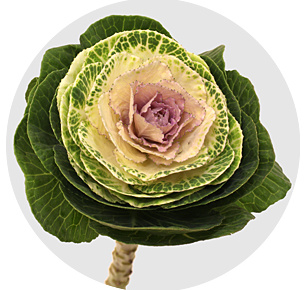 Брассика Крейн биколор (Crane bicolour)