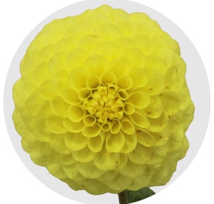 Георгина помпонная жёлтая