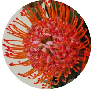 Протея Нутан красная