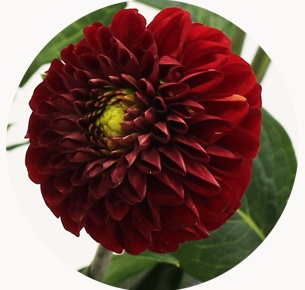 Георгина красная