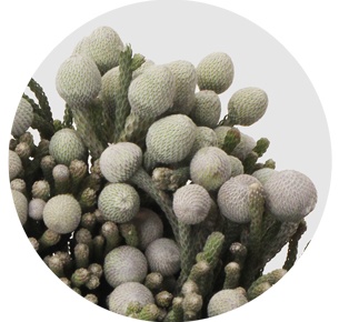 Бруния Левис (Laevis)