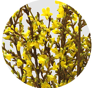 Форзиция (Forsythia)