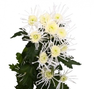 Хризантема кустовая Везувий зеленый (Vesuvio green)