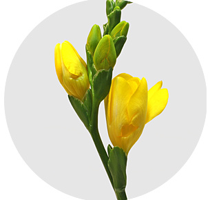 Фрезия Дю солей (Du Soleil)