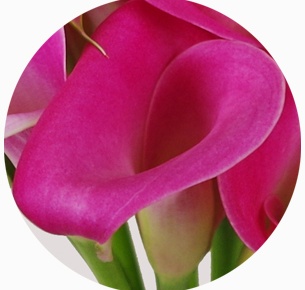 Калла Гарнет Глоу (Garnet Glou)