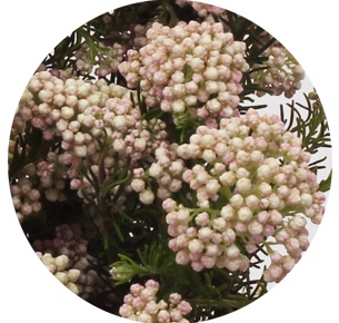 Озотамнус Кукс Тэлл Пинк (Cooks Tall Pink)