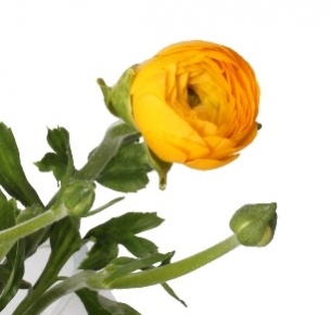 Ранункулус желтый