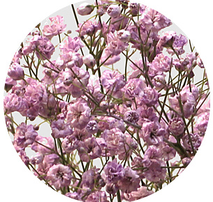 Гипсофила крашеная розовая