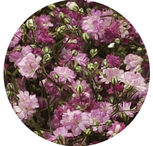 Гипсофила розовая