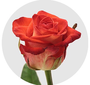 Роза Флюор (Fluor)