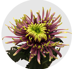 Хризантема одноголовая Балтазар (Balthasar)