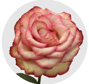 Роза Карусель (Carrousel)