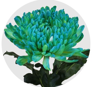 Хризантема одноголовая Антонов крашеный Баблгам (Antonov Bubblegum)