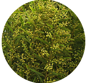 Мимоза Чиаро ди луна (Chiaro Di Luna)