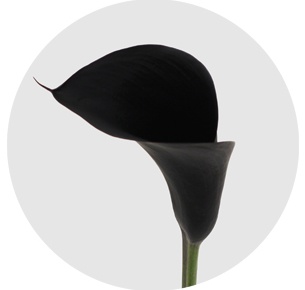 Калла мини Шварцвальдер (Calla Schwarzwalder)