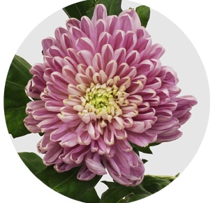 Хризантема одноголовая Зембла розовая (Zembla pink)