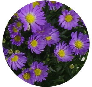 Астра Монте Казино милка