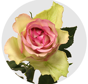 Роза Пинк джорни (Pink Journey) Роза Пинк джорни (Pink Journey)