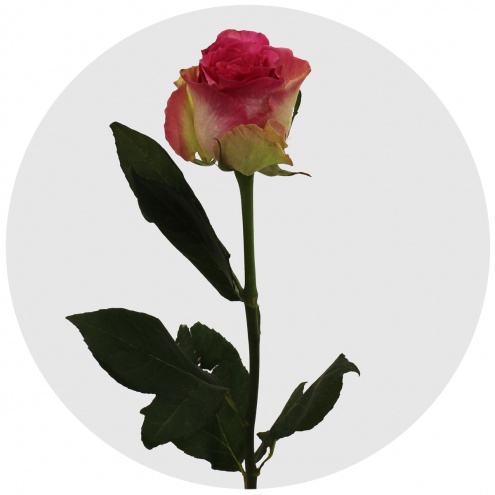 Роза Малибу (Malibu) Роза Малибу (Malibu)