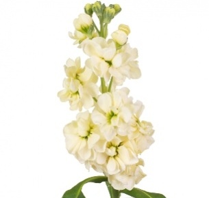 Левкой кремовый