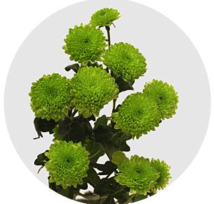 Хризантема кустовая Сантини Лоренцо (Lorenzo)