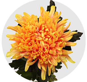 Хризантема одноголовая Антонов Саншайн (Antonov Sunshine)