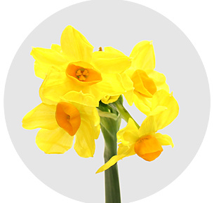 Нарцисс кустовой желто-оранжевый