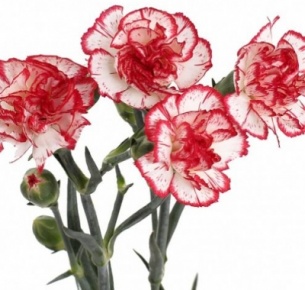 Гвоздика кустовая бело-розовая